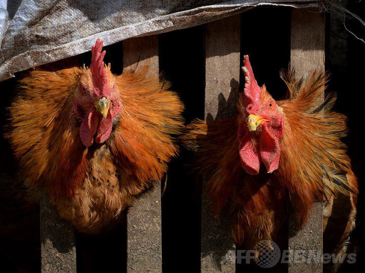 中国、H7N9型鳥インフルの今年の死者100人に迫る 中国、H7N9型鳥インフルの今年の死者100人に迫る