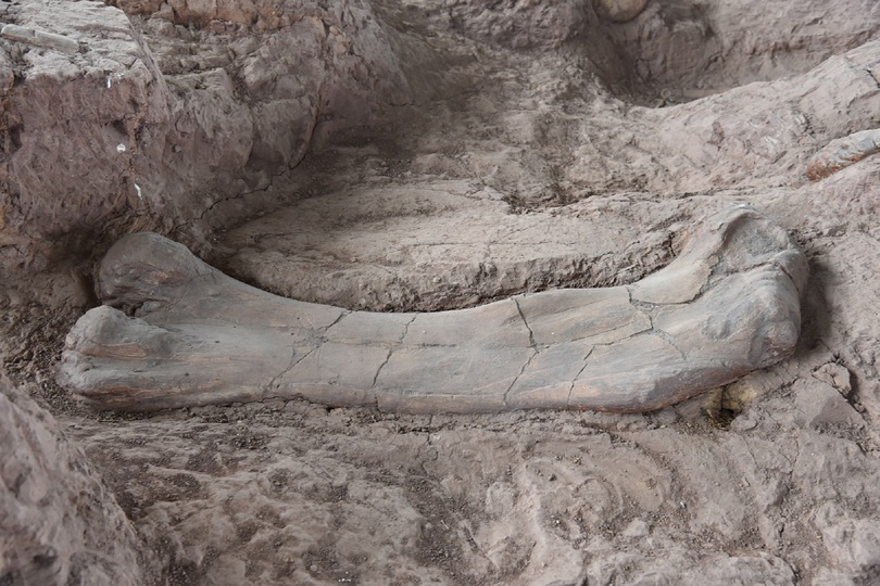 那派盆地で恐竜の４種の化石 広西チワン族自治区 写真10枚 国際ニュース Afpbb News