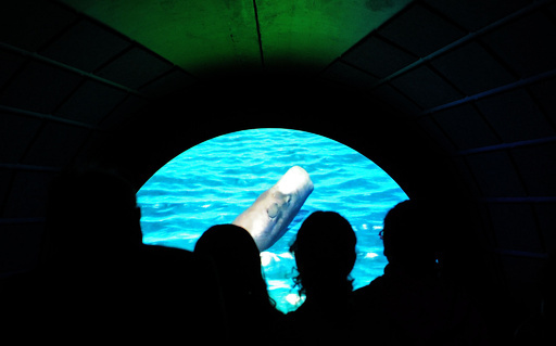 クジラの特別展、アメリカ自然史博物館で23日から ニューヨーク 写真15