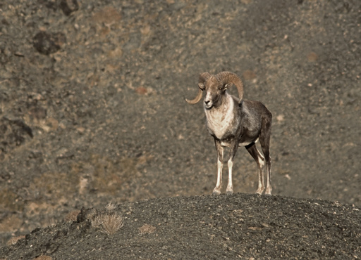 トランプ氏長男、モンゴルで希少な野生ヒツジ射殺 狩猟許可は後付け