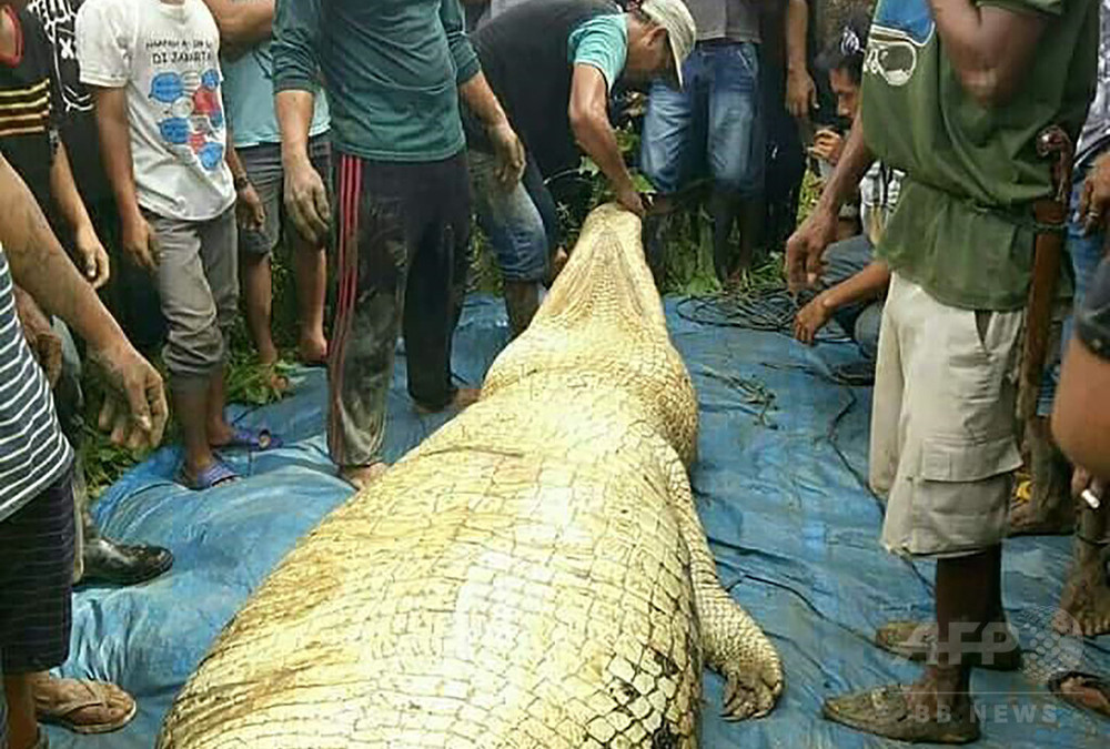 巨大ワニの体内から人の脚と腕 行方不明だった男性か インドネシア 写真3枚 国際ニュース Afpbb News