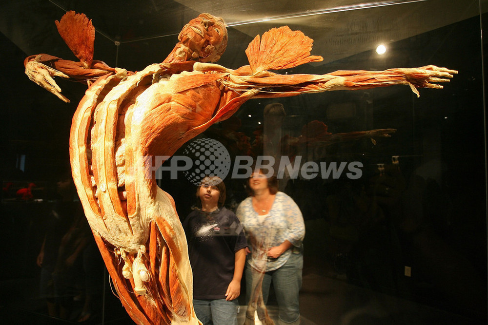 ロスの実物人体標本展覧会「人体の世界3」、美容体操中の標本も登場 写真28枚 国際ニュース：AFPBB News