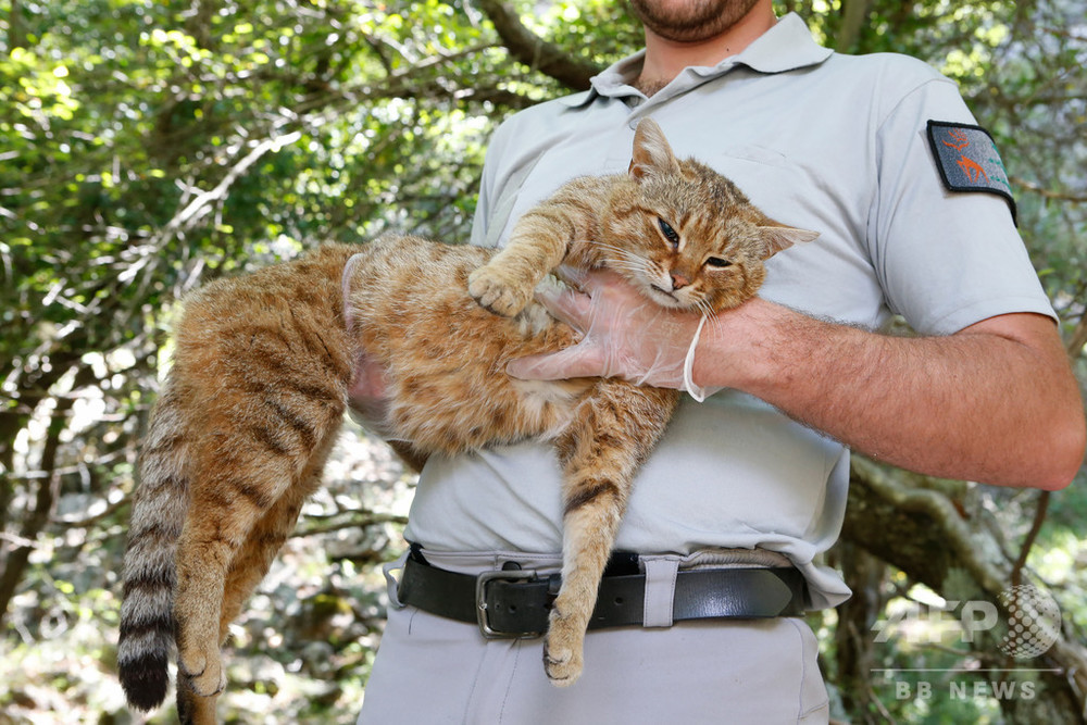 中東から持ち込まれた新種 仏コルシカ島の キツネネコ 写真1枚 国際ニュース Afpbb News