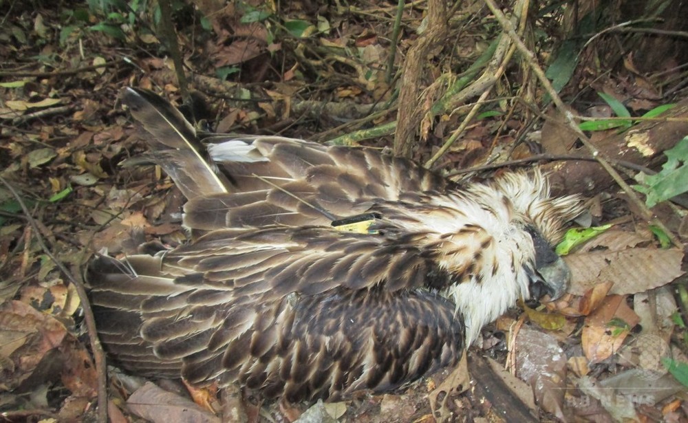 3年前に保護した絶滅危惧種のワシ、放鳥後に銃で撃たれ死ぬ 写真2枚