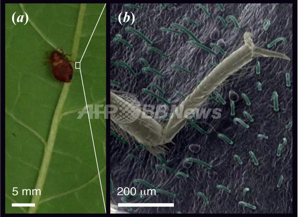トコジラミ駆除 バルカン地域の古い習慣にヒント 米大研究 写真3枚 国際ニュース Afpbb News