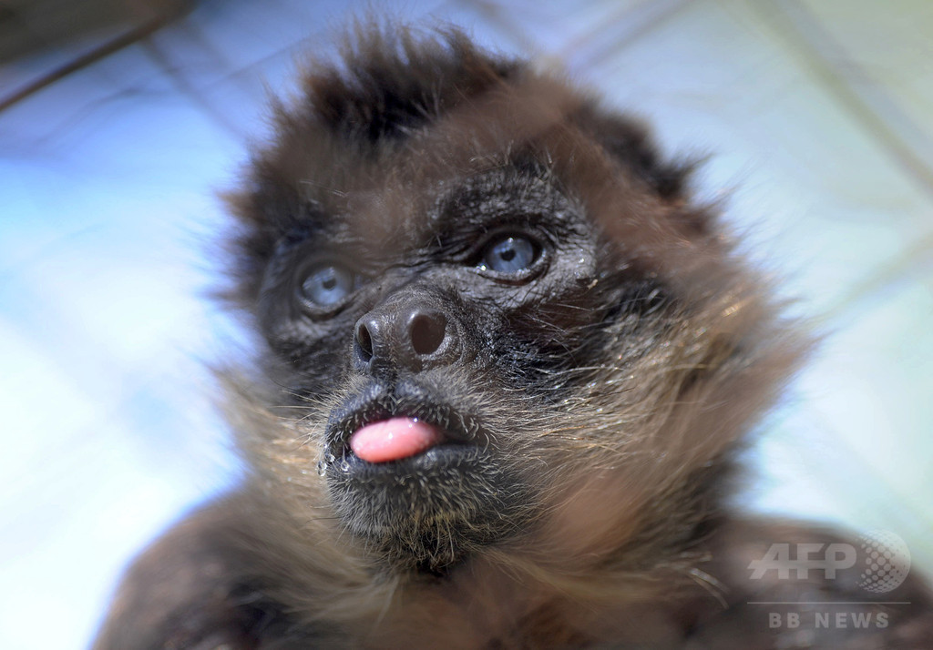 【特集】おもしろ動物写真集～癒やし系から仰天系まで～