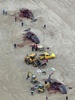 オランダ・テセル島の海岸に打ち上げられたマッコウクジラ（2016年1月14日撮影）。(c)AFP/ANP