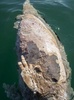 メキシコ北部カリフォルニア湾で発見された、絶滅危惧種のコガシラネズミイルカの死骸。シー・シェパード提供（2019年3月12日公開）。(c)HO / Sea Shepherd Conservation Society / AFP
