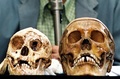 インドネシア・ジョクジャカルタ（Yogyakarta）で、フローレス原人（学名：Homo floresiensis）の頭蓋骨（左）を披露するT. Jacob教授（奥）。右は現生人類の頭蓋骨（2004年11月5日撮影、資料写真）。(c)AFP/AGUS SUPARTO
