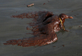 米南部沖のメキシコ湾（Gulf of Mexico）の原油流出事故で油まみれになったワライカモメ。米ルイジアナ（Louisiana）州East Grand Terre Islandで撮影。流出した原油はルイジアナ州沿岸部に大量に押し寄せている（2010年6月4日撮影）。(c)AFP/Getty Images/Win McNamee
