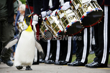 スコットランドのオウサマペンギン、ノルウェー近衛連隊から爵位 写真5 