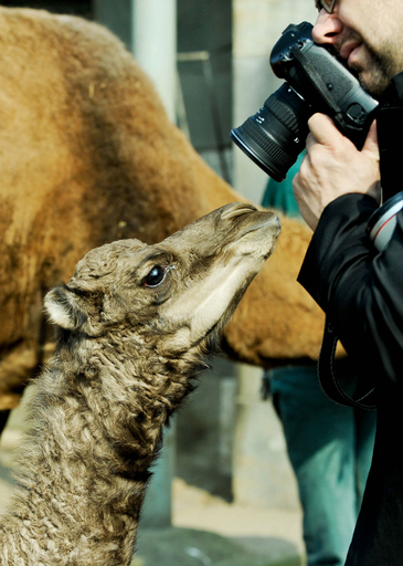 写真撮って！ヒトコブラクダの赤ちゃん