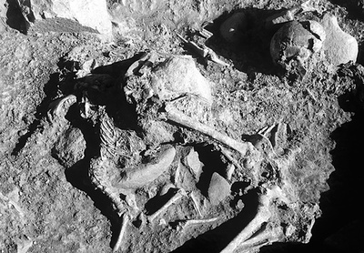 新石器時代の「愛犬」、人と一緒に埋葬 研究