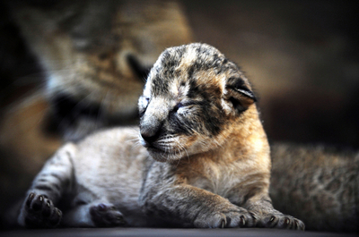 エルサルバドルのサーカス団でライオンの赤ちゃん誕生
