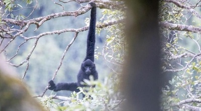 中国雲南省でテナガザルが増加 最古の化石も発見