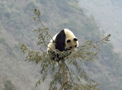 「野良パンダ」にかまれた男性に賠償金1000万円、中国