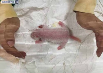 パンダの「平平」と「喬伊」、双子の赤ちゃんを出産