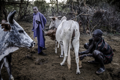 【今日の1枚】日課の乳しぼり、時々ハプニングも
