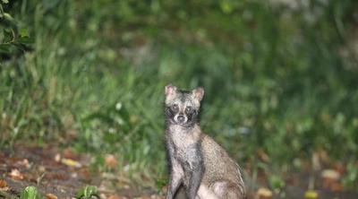 中国・上海で「タヌキの国勢調査」発表