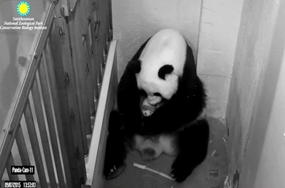 赤ちゃんパンダ、白黒はっきり 米スミソニアン動物園