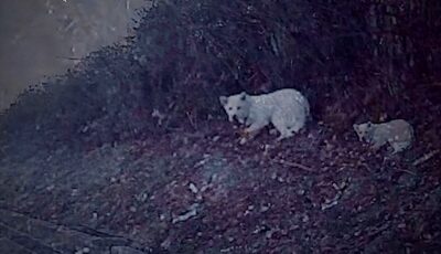 ソウルの幹線道路、血を流し、震える犬…名札には「白餅」・警察が保護