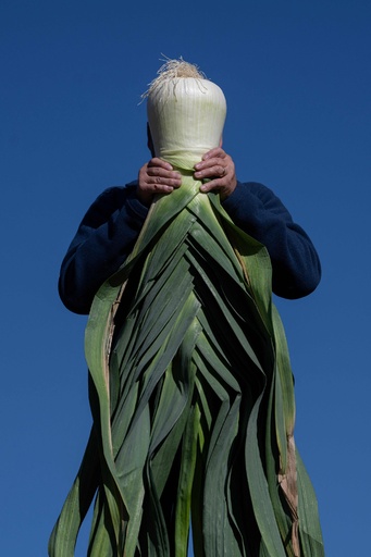 【今日の1枚】人間サイズの巨大ネギ イギリス