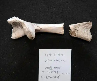 中国新疆ウルへ翼竜動物群で1.35億年前の新たな翼竜を発見