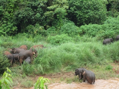 野生のゾウに襲われ死亡 雲南、山で茶摘み中