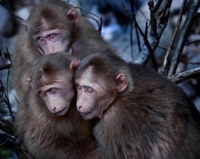 華南虎自然保護区でチベットモンキー発見 中国・広東省