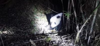 四川省宝興、病気の疑いのある野生ジャイアントパンダを夜通し緊急救助 