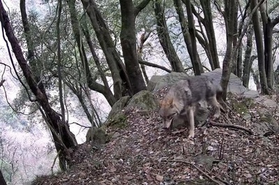 中国のジャイアントパンダ国家公園で初めてオオカミを確認 