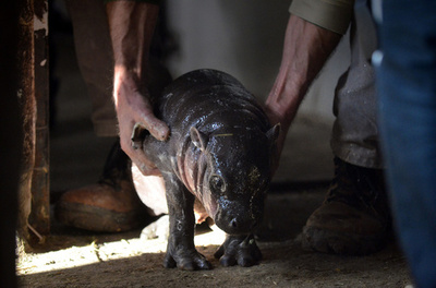 あんよは上手、カバの赤ちゃん