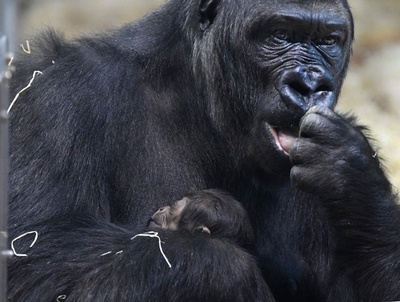 お母さんの胸にしっかり抱かれる赤ちゃんゴリラ、ハンガリー