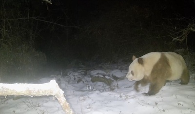 中国北西部の秦嶺で6年ぶりに茶色のパンダ発見