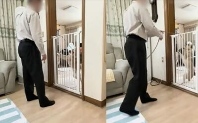 リードで首絞め、フェンスに打ちつけ…韓国・「しつけ」の名を借りた虐待、人気ユーチューバーに罰金