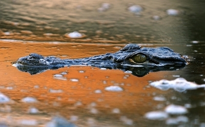ワニが携帯電話をパクリ、食欲不振に ウクライナ