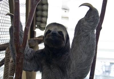 ナマケモノとガ、切っても切れない共生関係 研究で判明