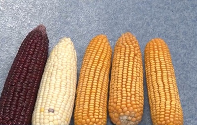 中国 トウモロコシの実の鉄の取り込みの鍵になる遺伝子を発見