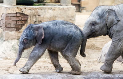 【写真特集】世界各地で撮影された愛くるしい子ゾウ