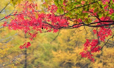 遼寧・森林公園、紅葉シーズン迎える