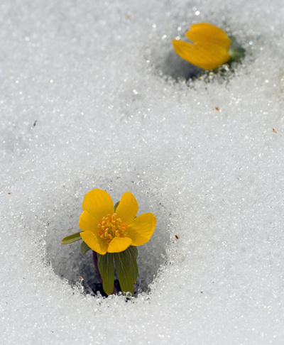 雪の下から春、芽吹く