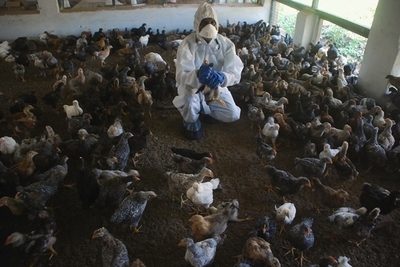 ヒト感染する鳥インフル変異株の論文、WHOが全文公開を勧告