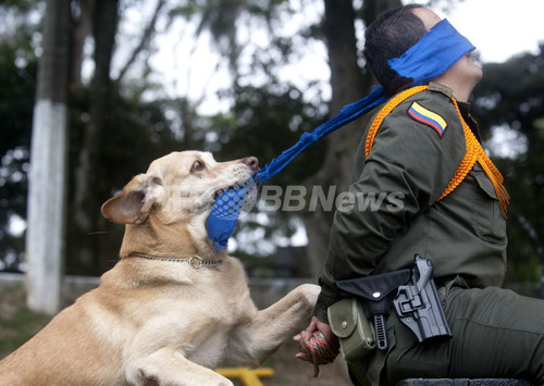 特訓受けるコロンビアの警察犬 写真14枚 ファッション ニュースならmode Press Powered By Afpbb News