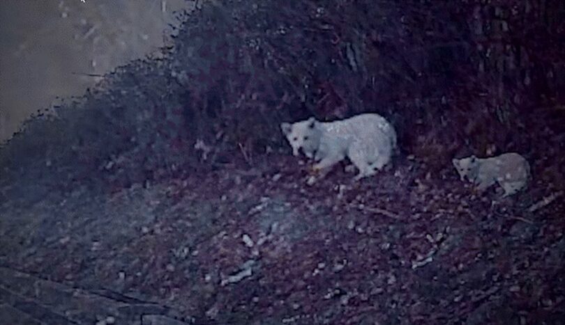 JTBC「事件班長」キャプチャ(c)NEWSIS