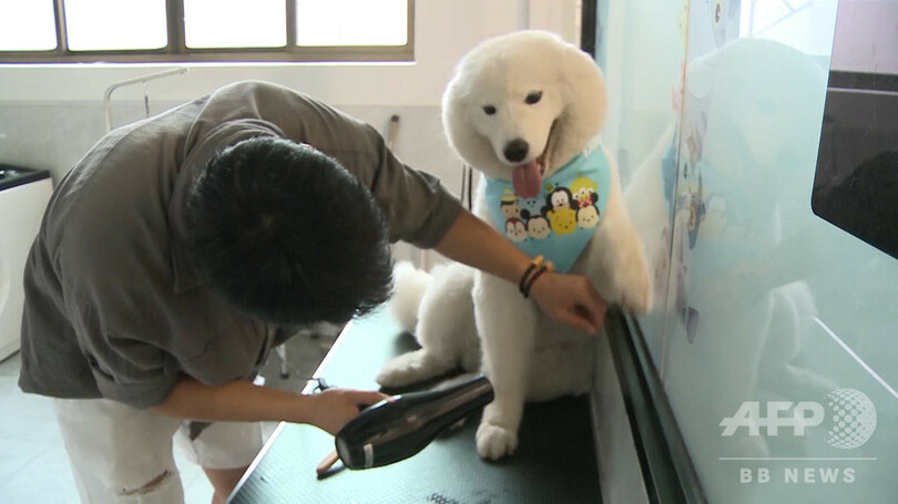 トレーナー付きで泳ぎの練習 杭州のペットショップに専用プール