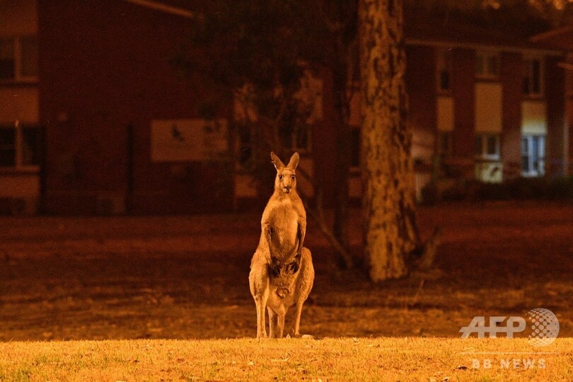 豪カンガルー島 森林火災で2人死亡 国立公園ほぼ全焼 写真1枚 国際ニュース Afpbb News