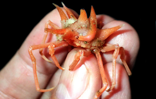 とげのあるカニや光る目のエビ、深海で新種発見 ジャワ島沖 写真2枚
