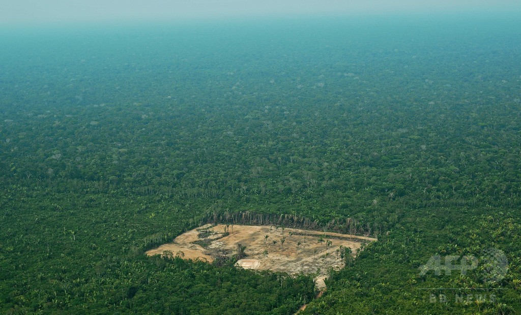 世界の原生林、縮小のペース加速 研究発表 世界の原生林、縮小のペース加速 研究発表