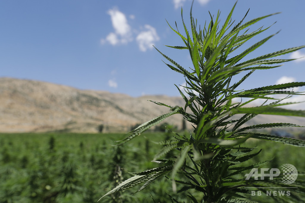 英で医師による大麻処方が可能に 英で医師による大麻処方が可能に