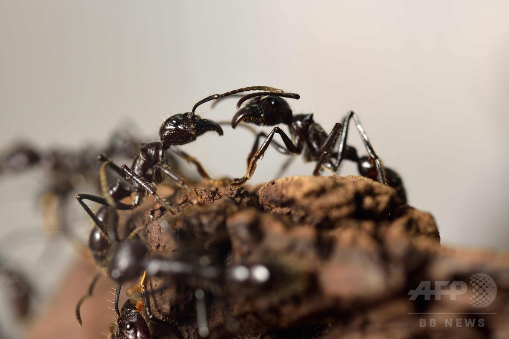 傷ついた仲間を助けるアリ、アフリカで初観察 独研究 傷ついた仲間を助けるアリ、アフリカで初観察 独研究